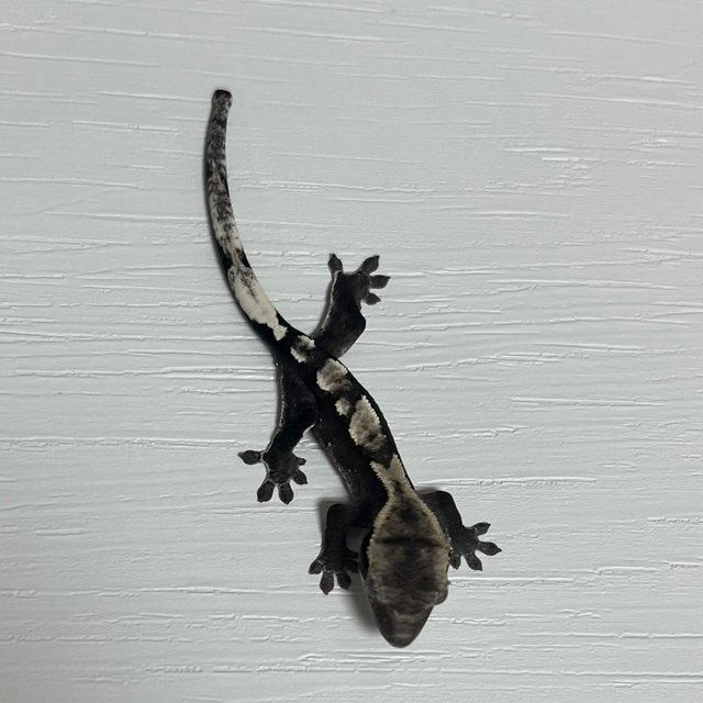 아잔틱 화이트포트홀 화이트크라운