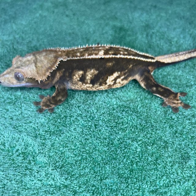 100%헷아잔틱 풀핀