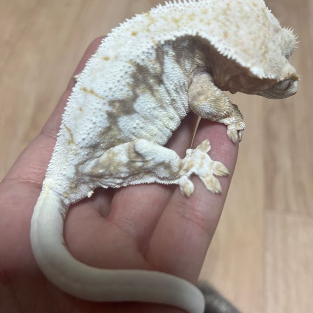 릴리100%헷아잔틱