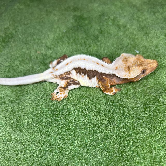 릴리100%헷아잔틱