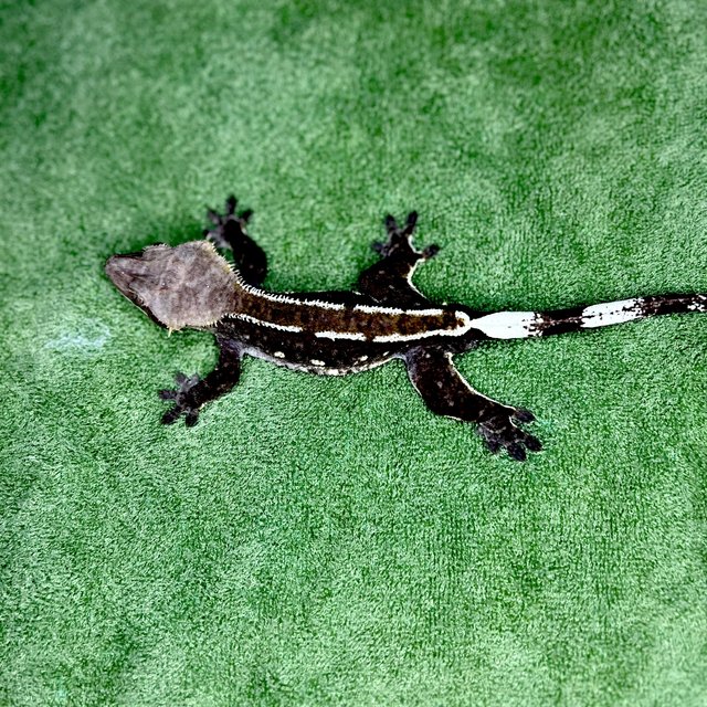 아잔틱 화이트포트홀 화이트핀