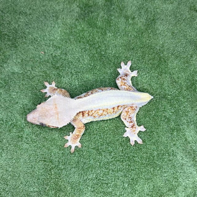 릴리100%헷아잔틱 솔리드백