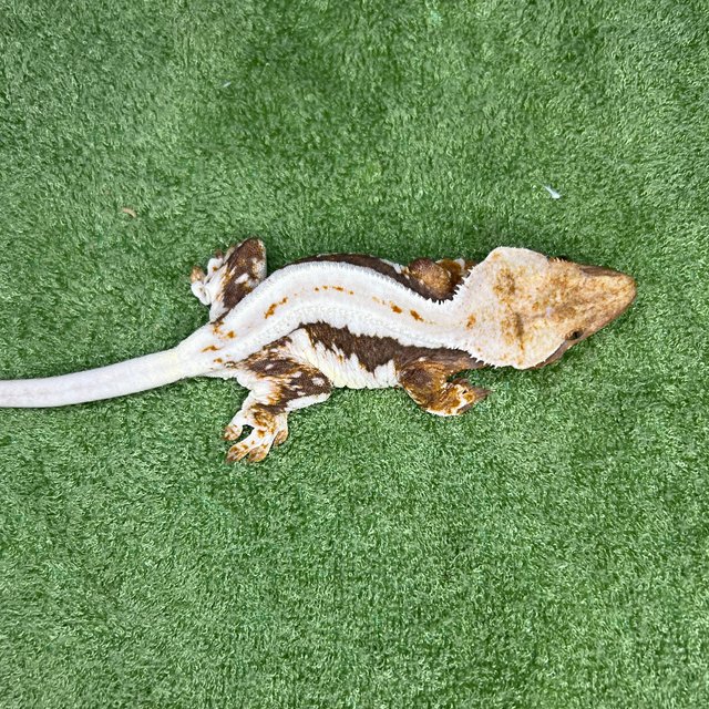 릴리100%헷아잔틱