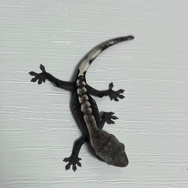 아잔틱 화이트포트홀