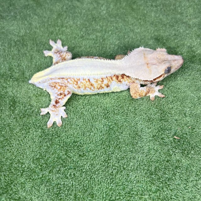 릴리100%헷아잔틱 솔리드백