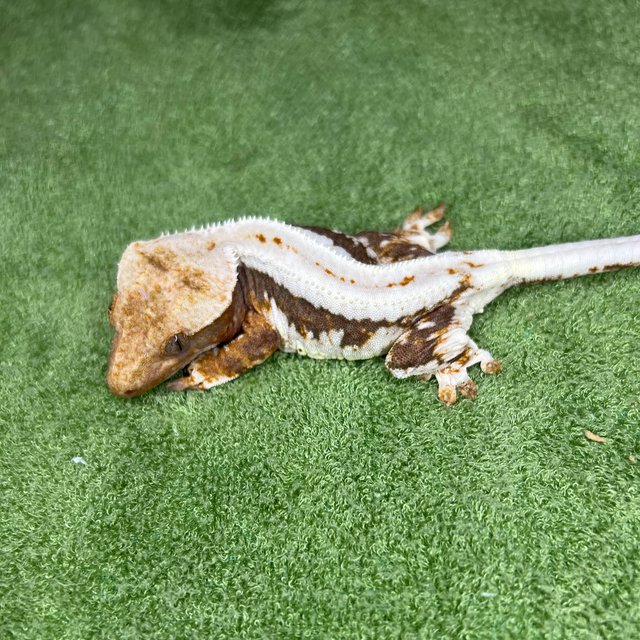 릴리100%헷아잔틱