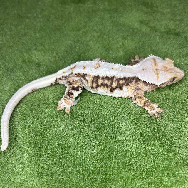 릴리100%헷아잔틱