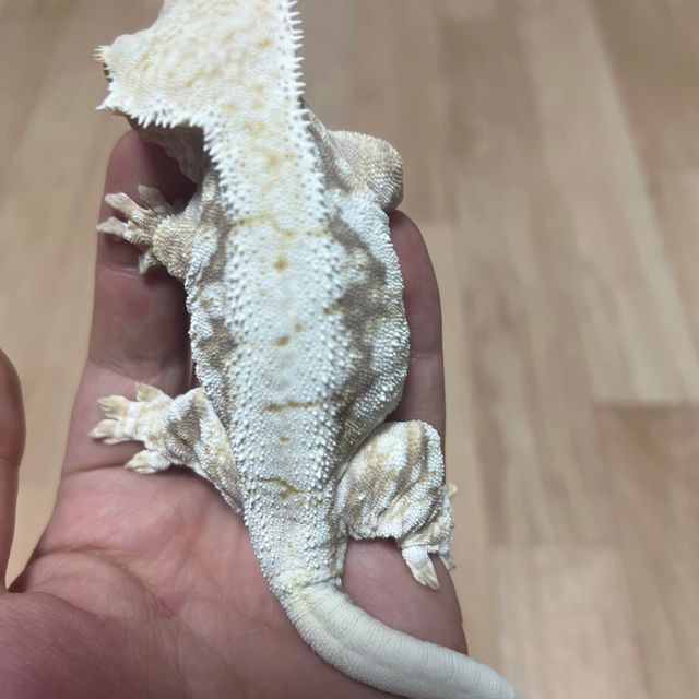 릴리100%헷아잔틱