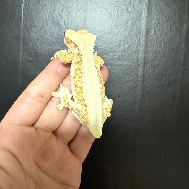 릴리100%헷아잔틱