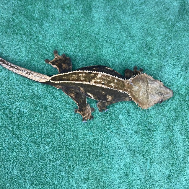 100%헷아잔틱 풀핀