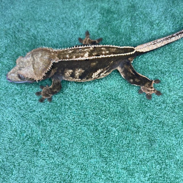 100%헷아잔틱 풀핀