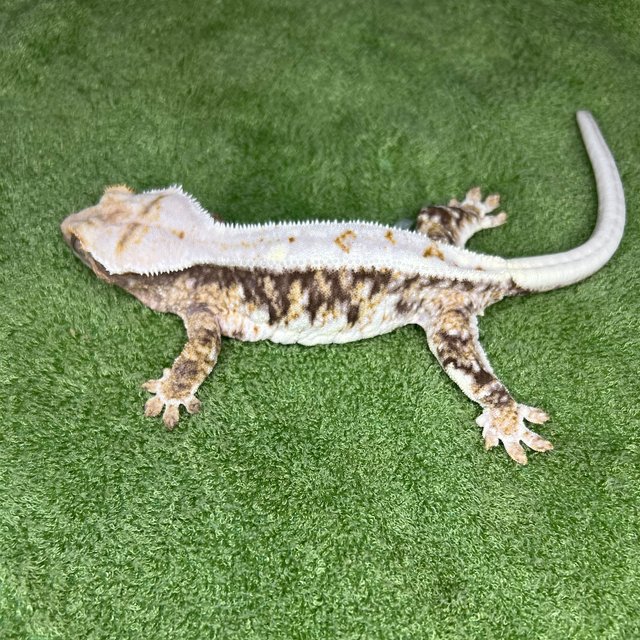 릴리100%헷아잔틱