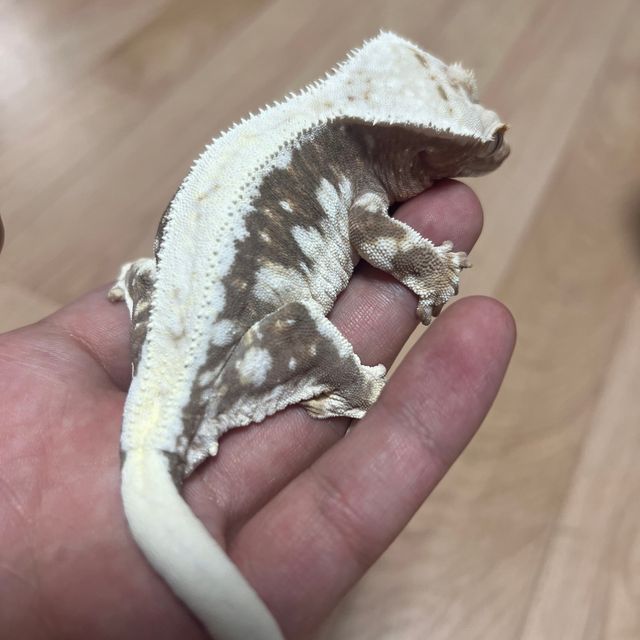 릴리100%헷아잔틱