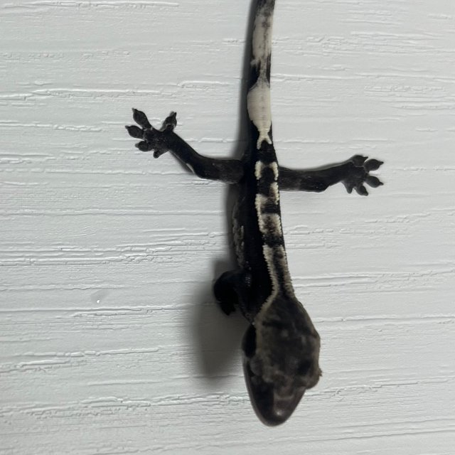 아잔틱 화이트포트홀 화이트크라운