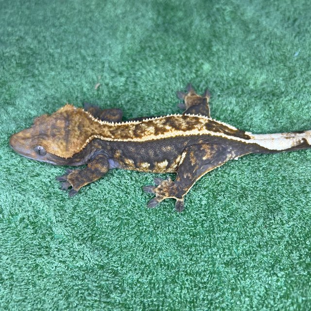 100%헷아잔틱 풀핀