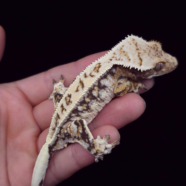 노멀 트라이 드리피