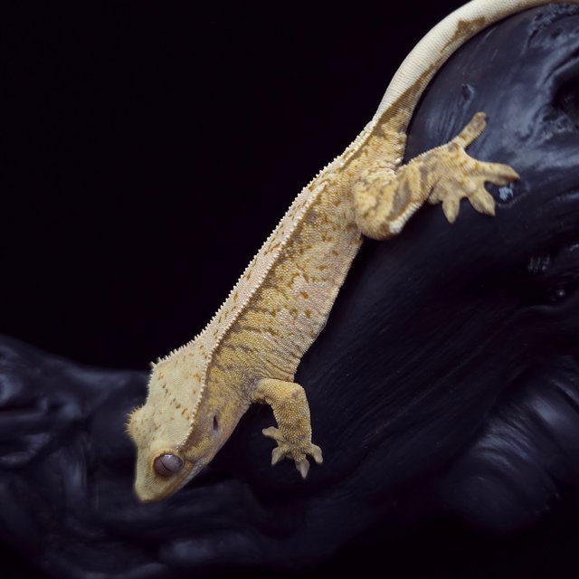 노멀 트라이 익스트림할리퀸