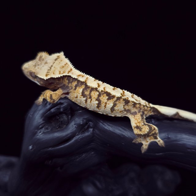 노멀 트라이 익스트림할리퀸