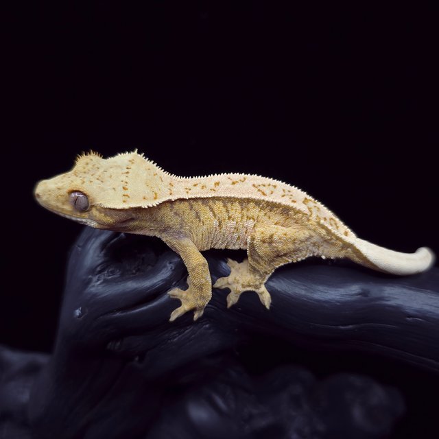 노멀 트라이 익스트림할리퀸