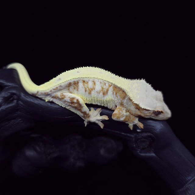 릴리화이트 크림