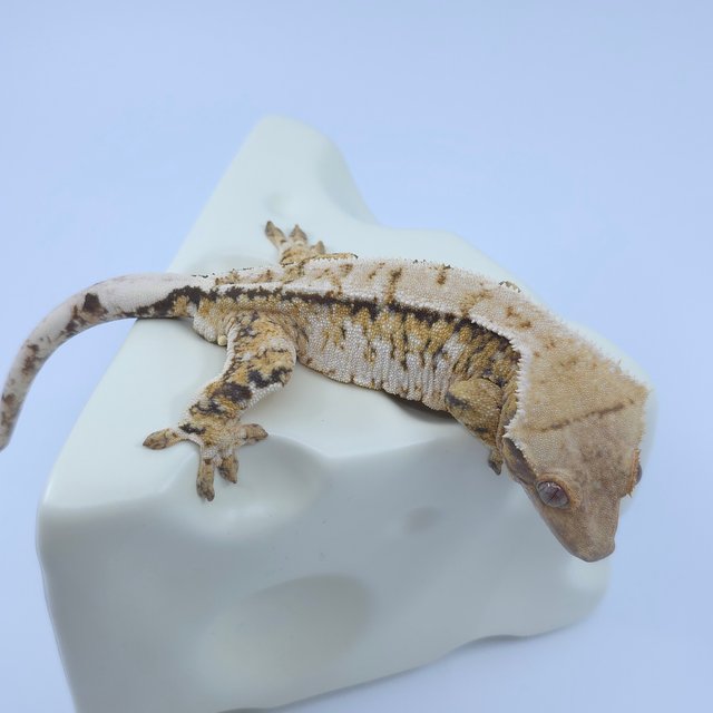 노멀 트라이 익스트림할리퀸