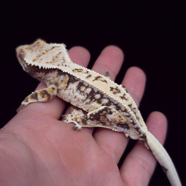 노멀 트라이 드리피