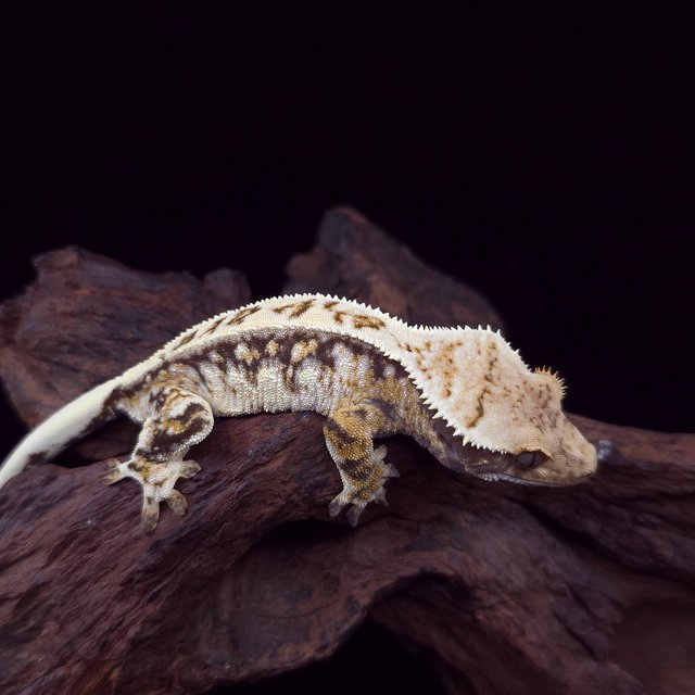 노멀 트라이 드리피