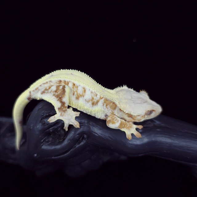 릴리화이트 크림