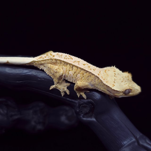 노멀 트라이 익스트림할리퀸