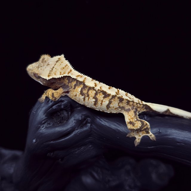 노멀 트라이 익스트림할리퀸