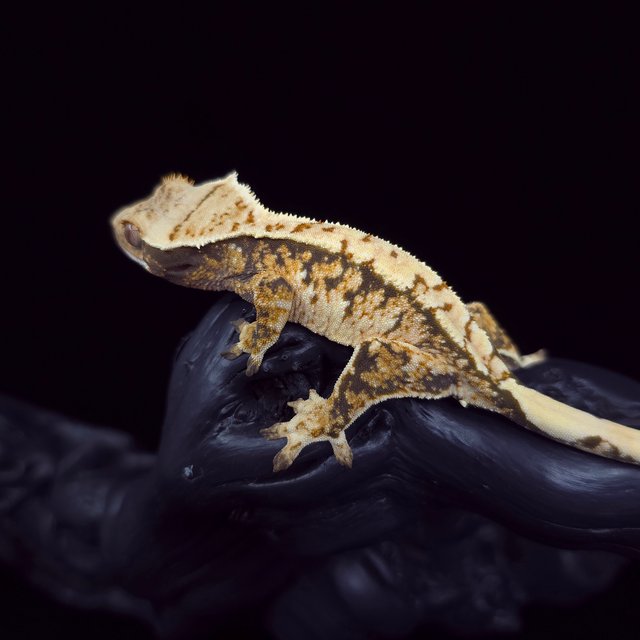 노멀 트라이 익스트림할리퀸