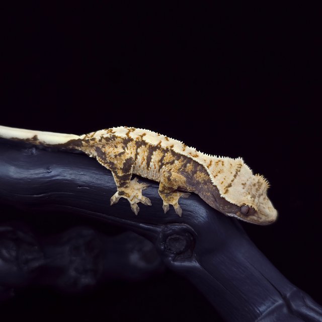 노멀 트라이 익스트림할리퀸