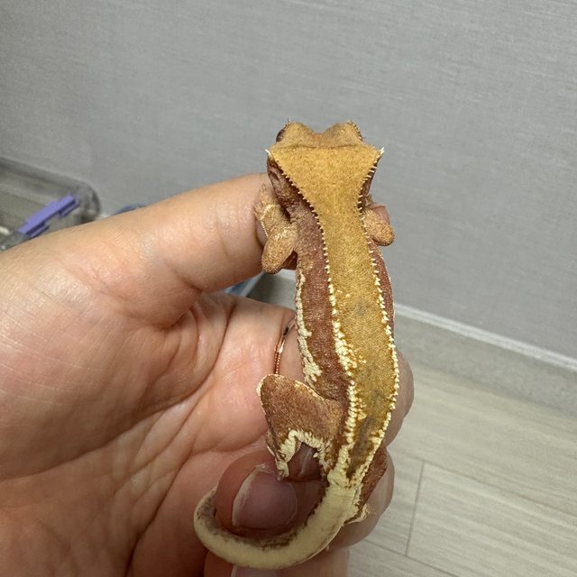 레드 팬텀 릴리화이트