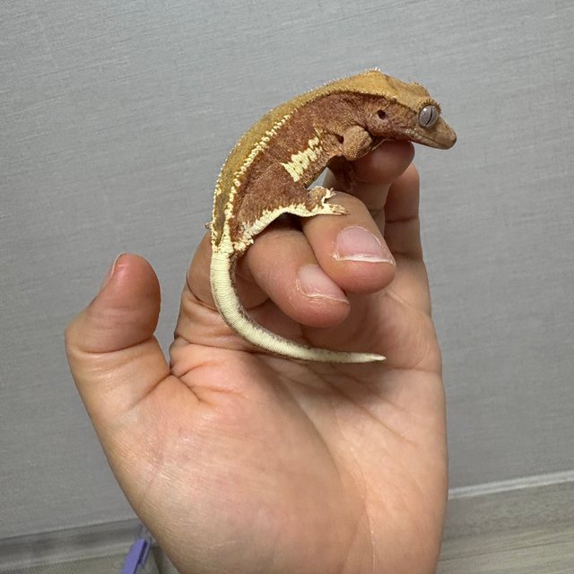 레드 팬텀 릴리화이트