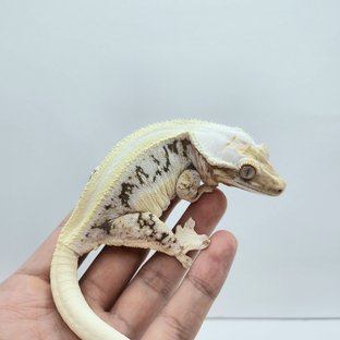 솔리드백 릴리화이트