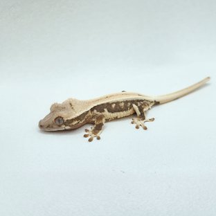 릴리화이트 솔리드백