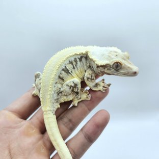 릴리화이트 솔리드백