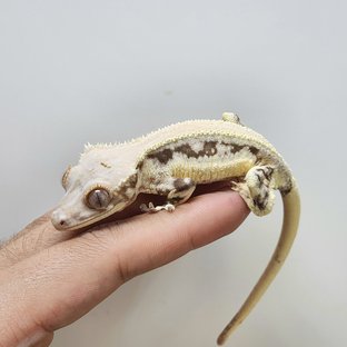 솔리드백 릴리화이트