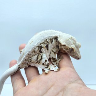 릴리화이트 솔리드백