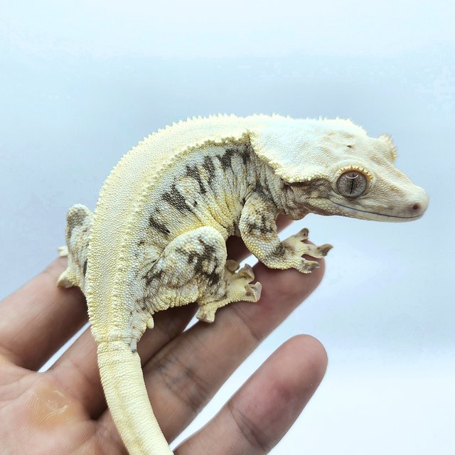 릴리화이트 솔리드백 드리피