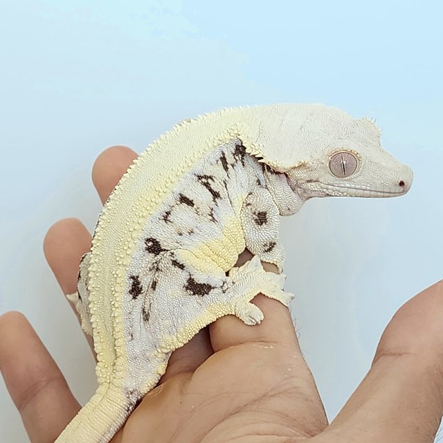 릴리화이트 솔리드백