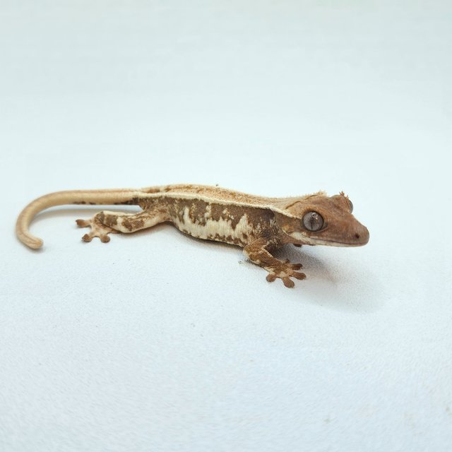 릴리화이트 솔리드백