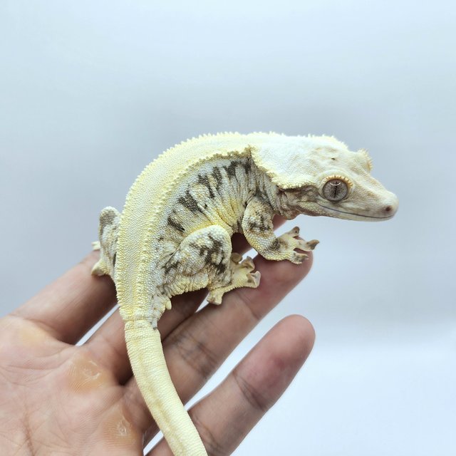 릴리화이트 솔리드백