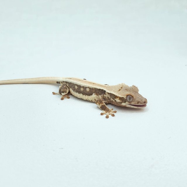 릴리화이트 솔리드백