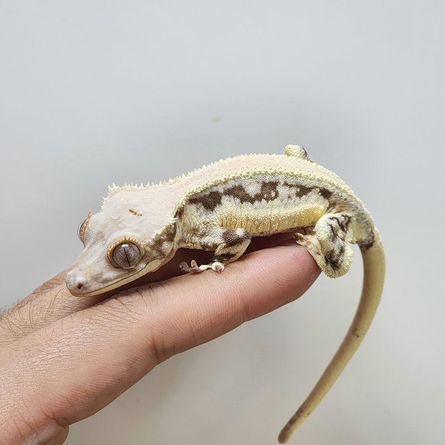 솔리드백 릴리화이트