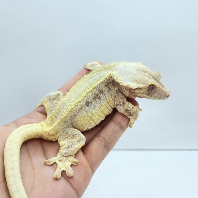 릴리화이트 솔리드백