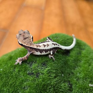 릴리 세이블 100%헷아잔틱