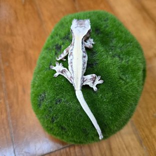 100%헷아잔틱 릴리 세이블