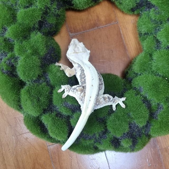 릴리화이트 트라이