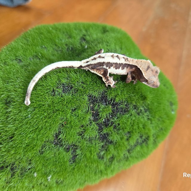 릴리 세이블 100%헷아잔틱